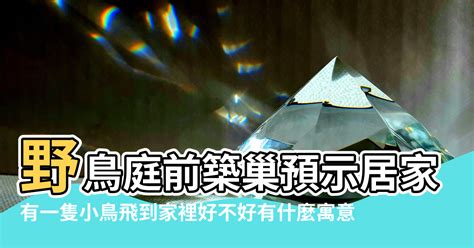 小鳥飛到家裡|【鳥飛進家裡】家有喜事來了！鳥飛進家裡預示著什麼吉凶？